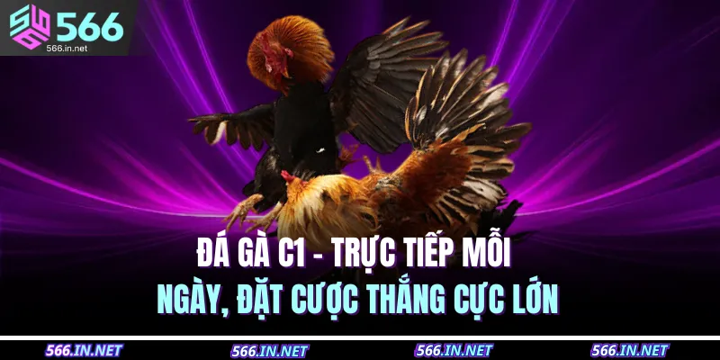 Đá Gà C1 – Trực Tiếp Mỗi Ngày, Đặt Cược Thắng Cực Lớn 1 Đá Gà C1 – Trực Tiếp Mỗi Ngày, Đặt Cược Thắng Cực Lớn
