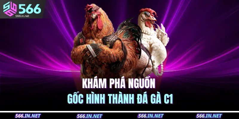 Đá Gà C1 – Trực Tiếp Mỗi Ngày, Đặt Cược Thắng Cực Lớn 2 Khám phá nguồn gốc hình thành đá gà C1