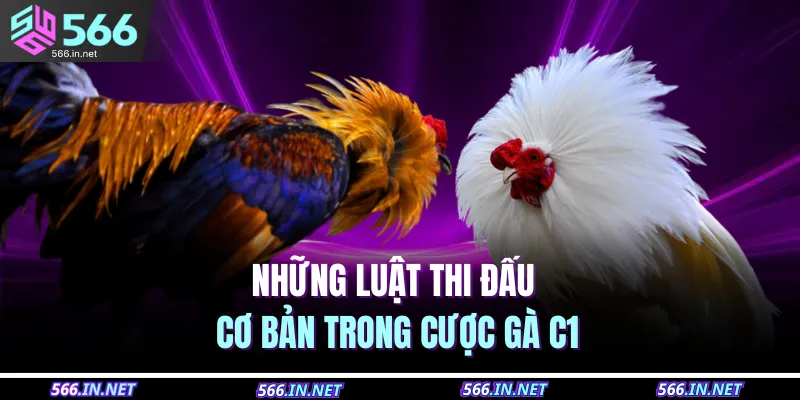 Đá Gà C1 – Trực Tiếp Mỗi Ngày, Đặt Cược Thắng Cực Lớn 4 Những luật thi đấu cơ bản trong cược gà C1