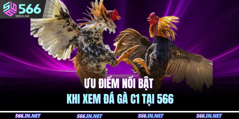 Đá Gà C1 – Trực Tiếp Mỗi Ngày, Đặt Cược Thắng Cực Lớn 3 Ưu điểm nổi bật khi xem đá gà C1 tại 566